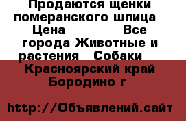 Продаются щенки померанского шпица › Цена ­ 45 000 - Все города Животные и растения » Собаки   . Красноярский край,Бородино г.